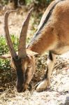 Ακόμη και όταν απολαμβάνει την τροφή του, η προσοχή του είναι στραμμένη στην ανθρώπινη παρουσία... 