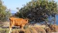 Βουκολικό τοπίο έξω απ' τους οικισμούς. 